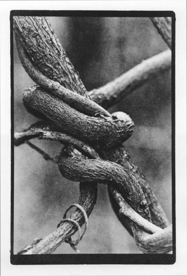 Life_as_vines_and_knots_2