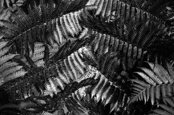 Patchwork_fern