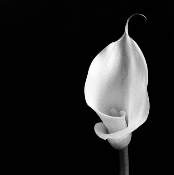 Calla_lily_1