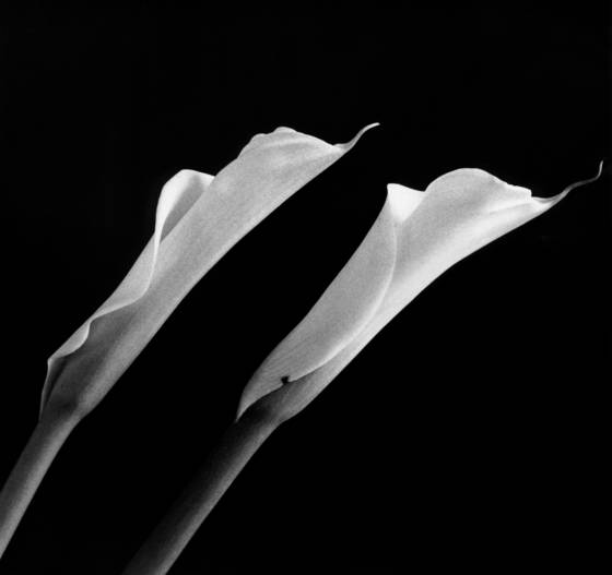 Calla_lily_2