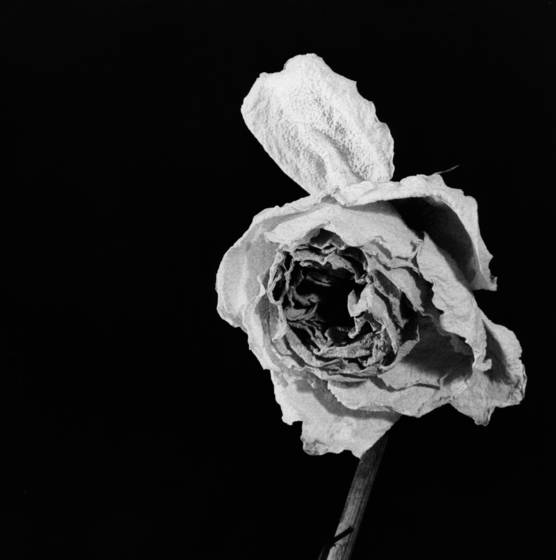 Errant_petal