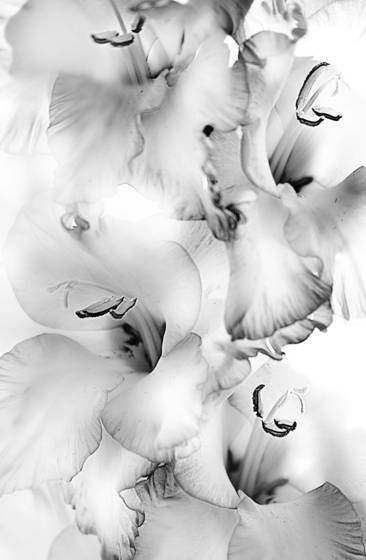 Flowers__6