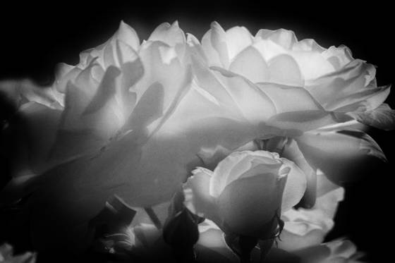 Flowers__7