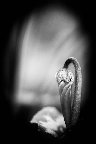 Shy