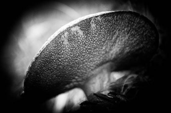 Wild_mushroom