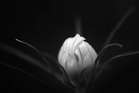 Fragile