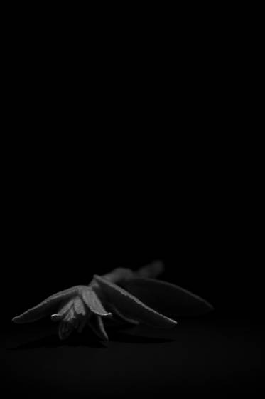 Remorse
