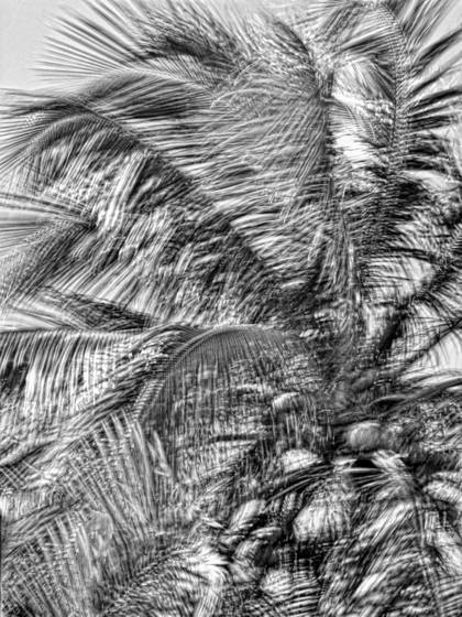 Windblown_palms__1
