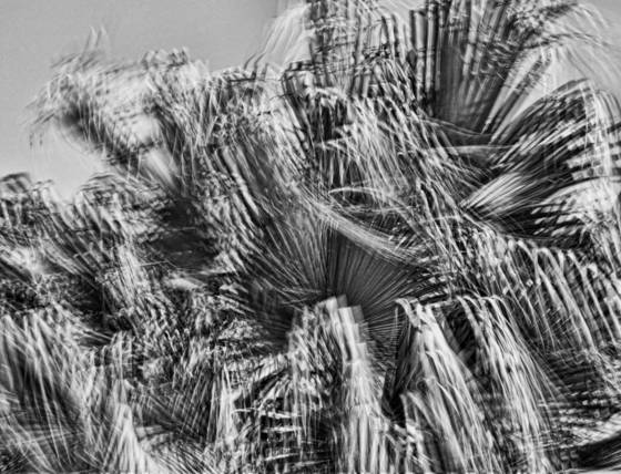 Windblown_palms__11