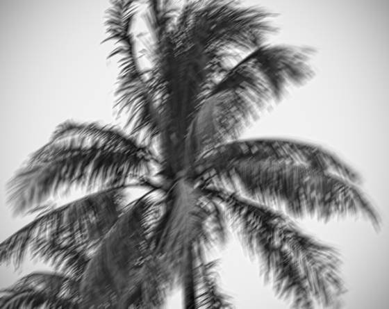 Windblown_palms__12