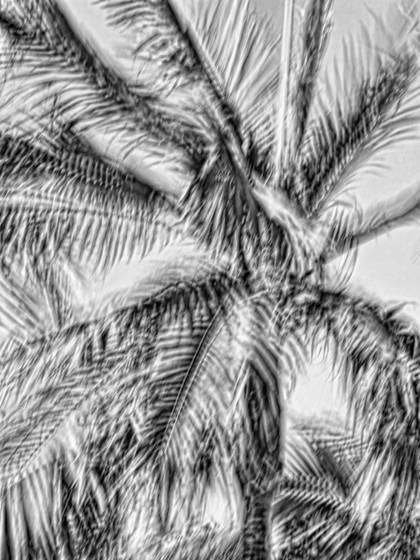 Windblown_palms__2