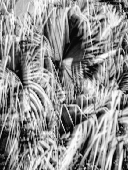 Windblown_palms__3