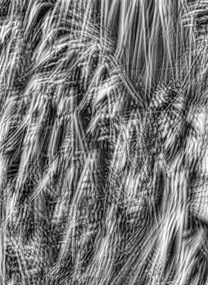 Windblown_palms__5