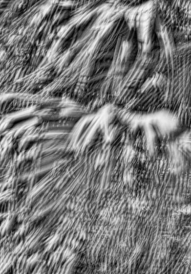 Windblown_palms__8