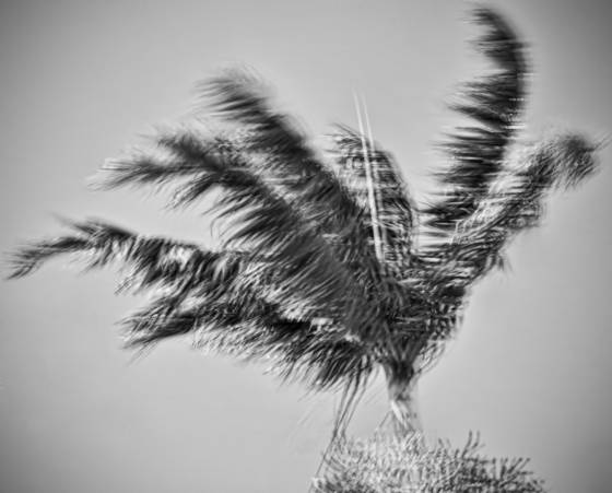 Windblown_palms__9