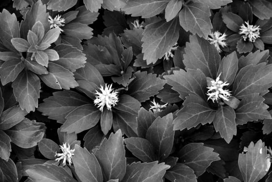 Pachysandra