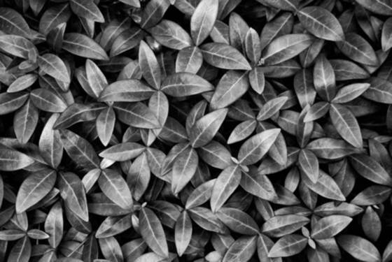 Vinca