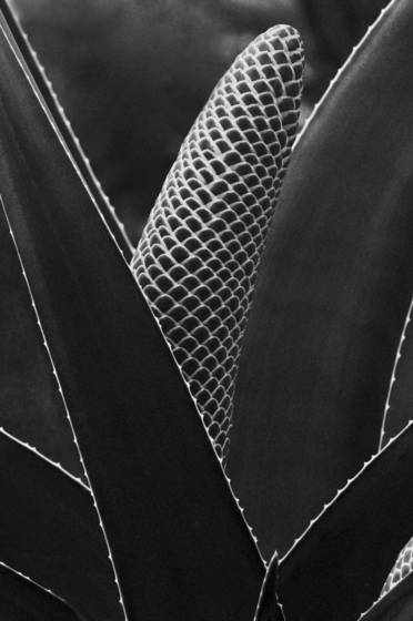 Emergence_1