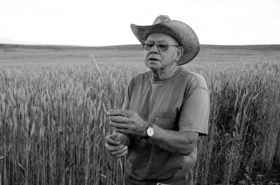 Wheat_just_fine