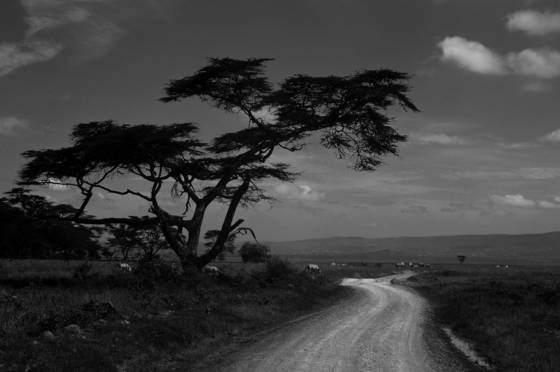 Zebra_road