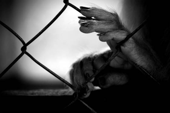 Caged