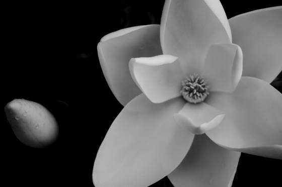 Magnolia