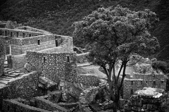 Tree_in_ruine