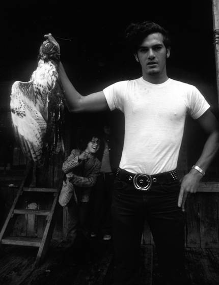 Hawk_killer_tif