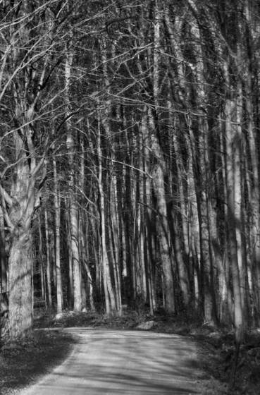 Into_the_woods