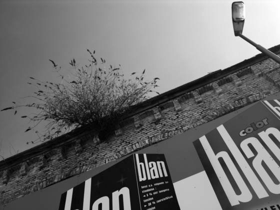 Plant_on_roof
