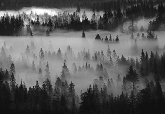 Into_the_mist