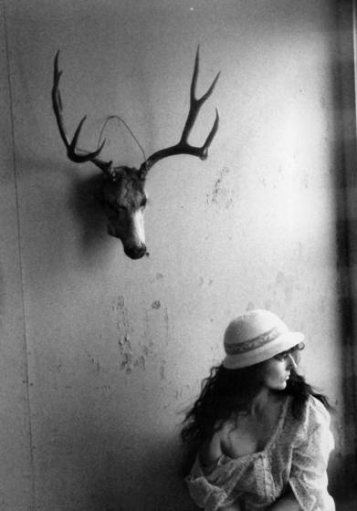 Mule_deer