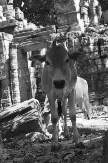 Cow_at_angkor_wat