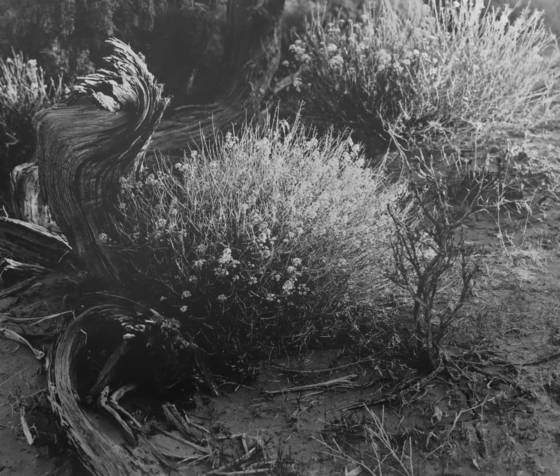 Desert_spring