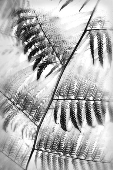 Fern