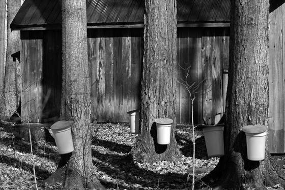 Maple_syrup_season