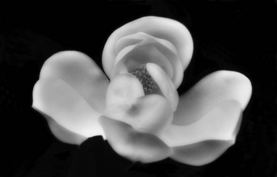 Magnolia
