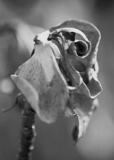 Succulent_decadence