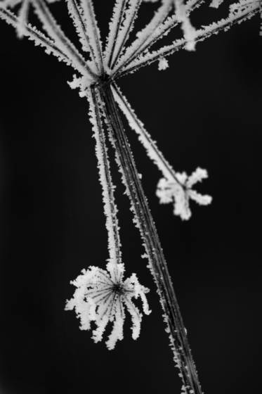 Frozen