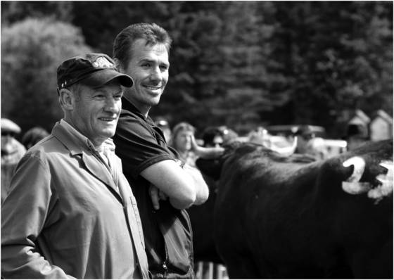 Cow_fights_4