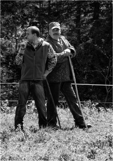 Cow_fights_6