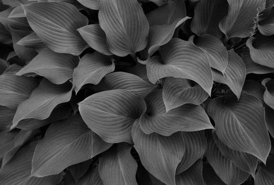 In_the_garden__2