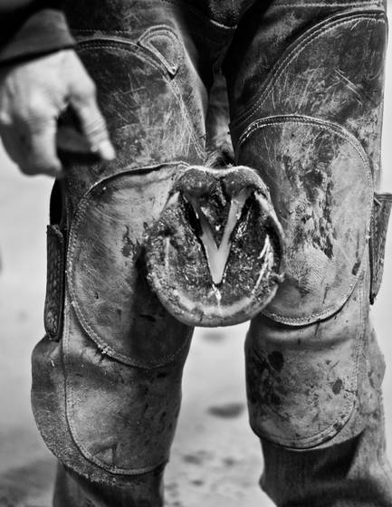 Farrier_2