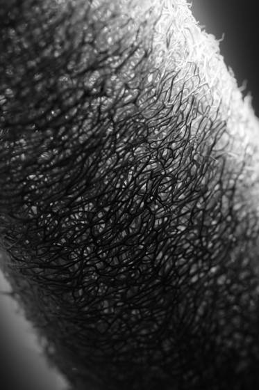 Macro_mus_