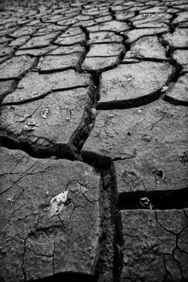 Detritus