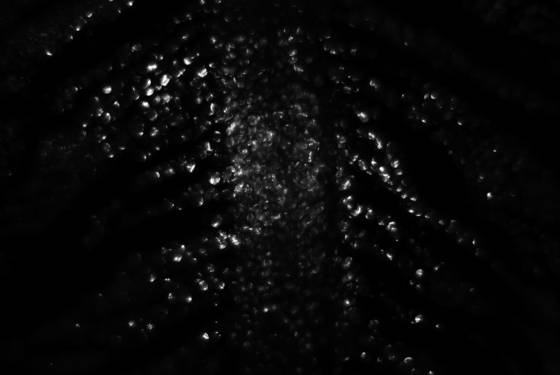Series_spirit___matter__i_neri