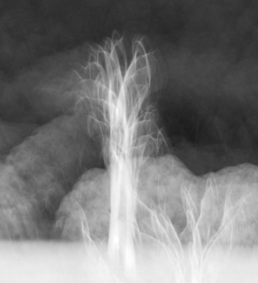 Ghost_gums