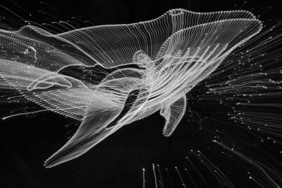Whale_songs