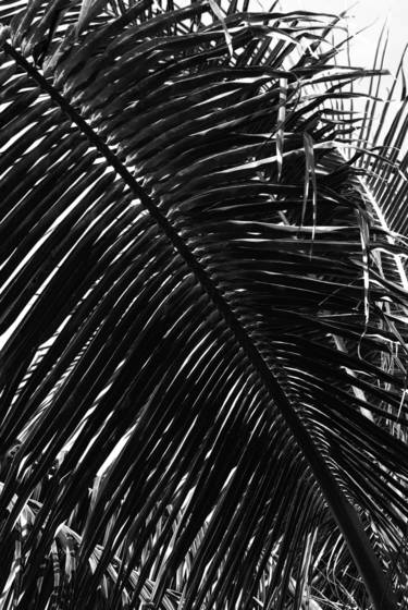 Fronds