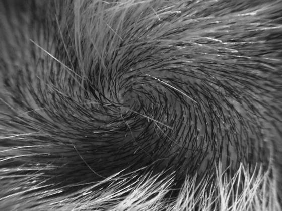 Swirl